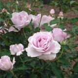 La Rose du Petit Prince (Rose Synactif) ® delgramau Strauchrose