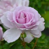 La Rose du Petit Prince (Rose Synactif) ® delgramau Strauchrose