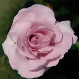 La Rose du Petit Prince (Rose Synactif) ® delgramau Strauchrose