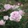 La Rose du Petit Prince (Rose Synactif) ® delgramau Strauchrose