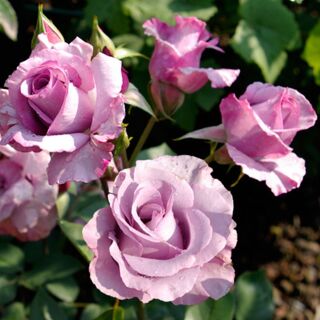 Dioressence ® deldiore Beetrose