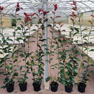 Glanzmispel Camilvy Containerpflanzen 160-180 cm