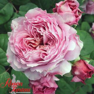 Eisvogel ® Edelrose