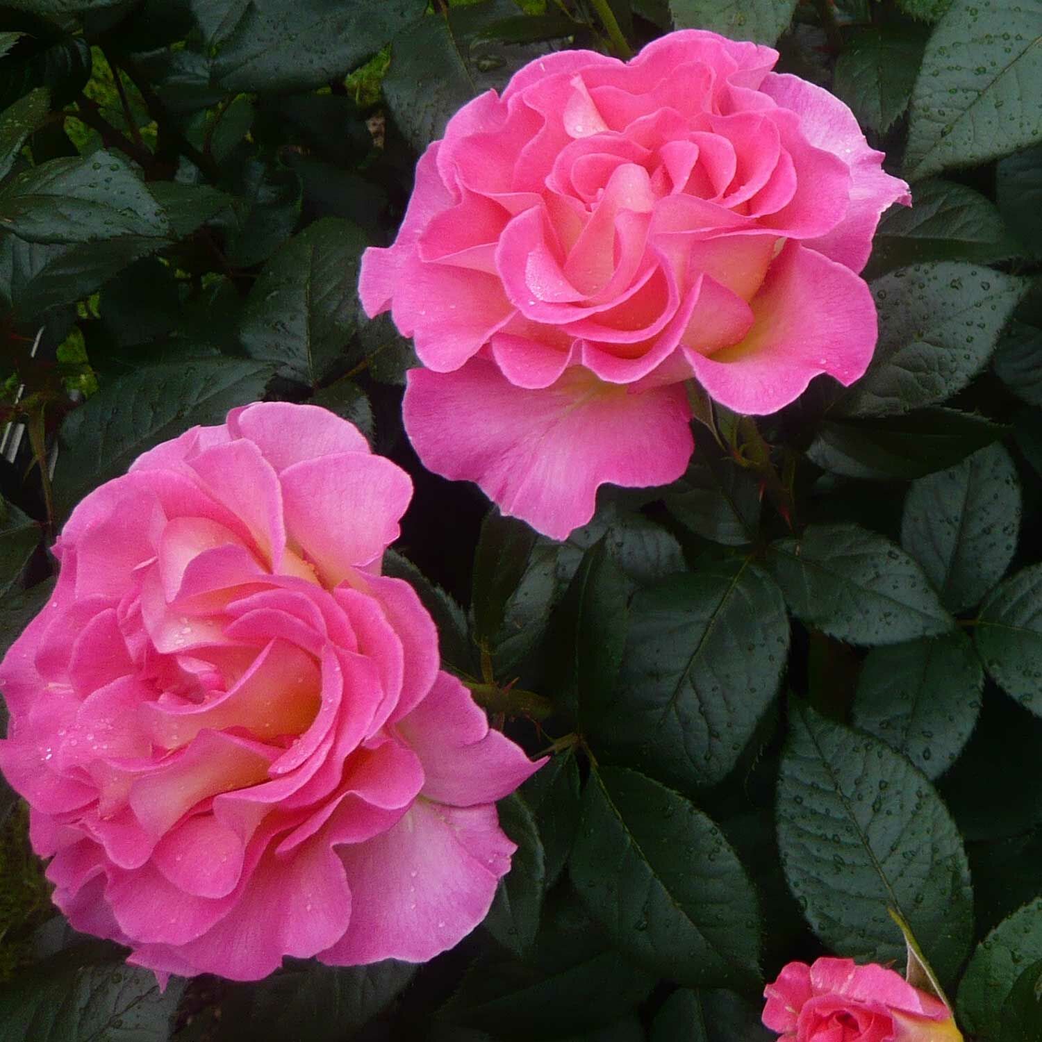 Pink Paradise Delfluoros Gartencenter Bartels 21 95