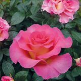 Pink Paradise &reg; delfluoros Edelrose