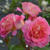 Pink Paradise &reg; delfluoros Edelrose