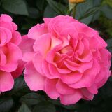 Pink Paradise ® delfluoros Edelrose