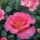 Pink Paradise ® delfluoros Edelrose