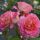 Pink Paradise ® delfluoros Edelrose