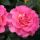 Pink Paradise ® delfluoros Edelrose