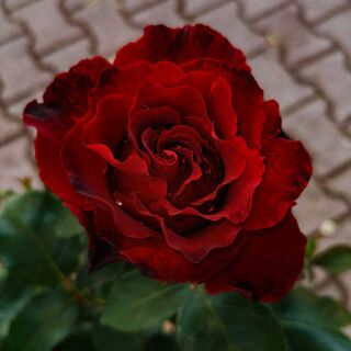 Hommage à Barbara ® delchifrou Edelrose