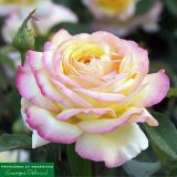 Mitsouko ® delnat Edelrose