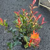 Glanzmispel Devil’s Dream ® Containerpflanzen...