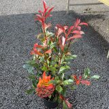 Glanzmispel Mandarino Containerpflanzen 60-80 cm