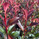 Glanzmispel Devil’s Dream ® Containerpflanzen...