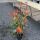 Glanzmispel Mandarino Containerpflanzen 80-100 cm