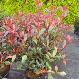 Glanzmispel Devil’s Dream ® Containerpflanzen...