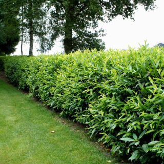 Kirschlorbeer Goris Gold ® Containerpflanzen 160-180 cm