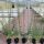 Immergrüner Liguster Atrovirens Containerpflanzen 140-160 cm