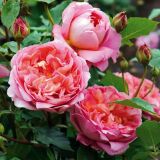 Boscobel  ® Englische Rose
