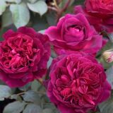 Charles de Mills Historische Rose