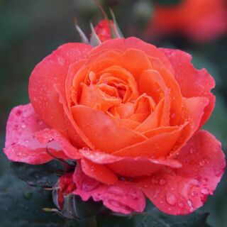 Emilien Guillot ® Strauchrose