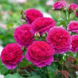 Gabriel Oak ® Englische Rose