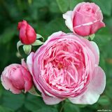 Kiss me Kate &reg; Kletterrose