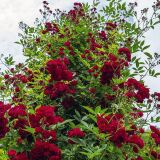 Perennial Domino &reg; Ramblerrose