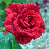 Red Intuition ® Edelrose