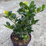 Stechpalme Heckenfee 60-80 cm