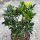 Stechpalme Heckenfee 60-80 cm