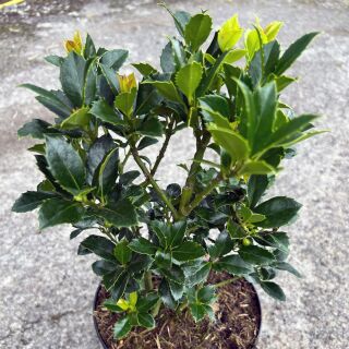 Stechpalme Heckenfee 80-100 cm