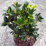 Stechpalme Heckenfee 80-100 cm