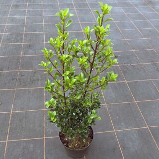 Stechpalme Heckenstar 60-80 cm