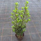 Stechpalme Heckenstar 60-80 cm