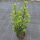 Stechpalme Heckenstar 100-120 cm