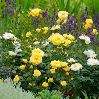 Bienenweide ® Gelb Beetrose