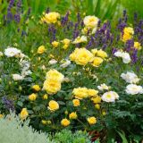 Bienenweide ® Gelb Beetrose