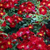 Bienenweide ® Rot Beetrose