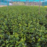 Kirschlorbeer Novita Containerpflanzen 60-80 cm
