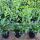 Kirschlorbeer Novita Containerpflanzen 60-80 cm