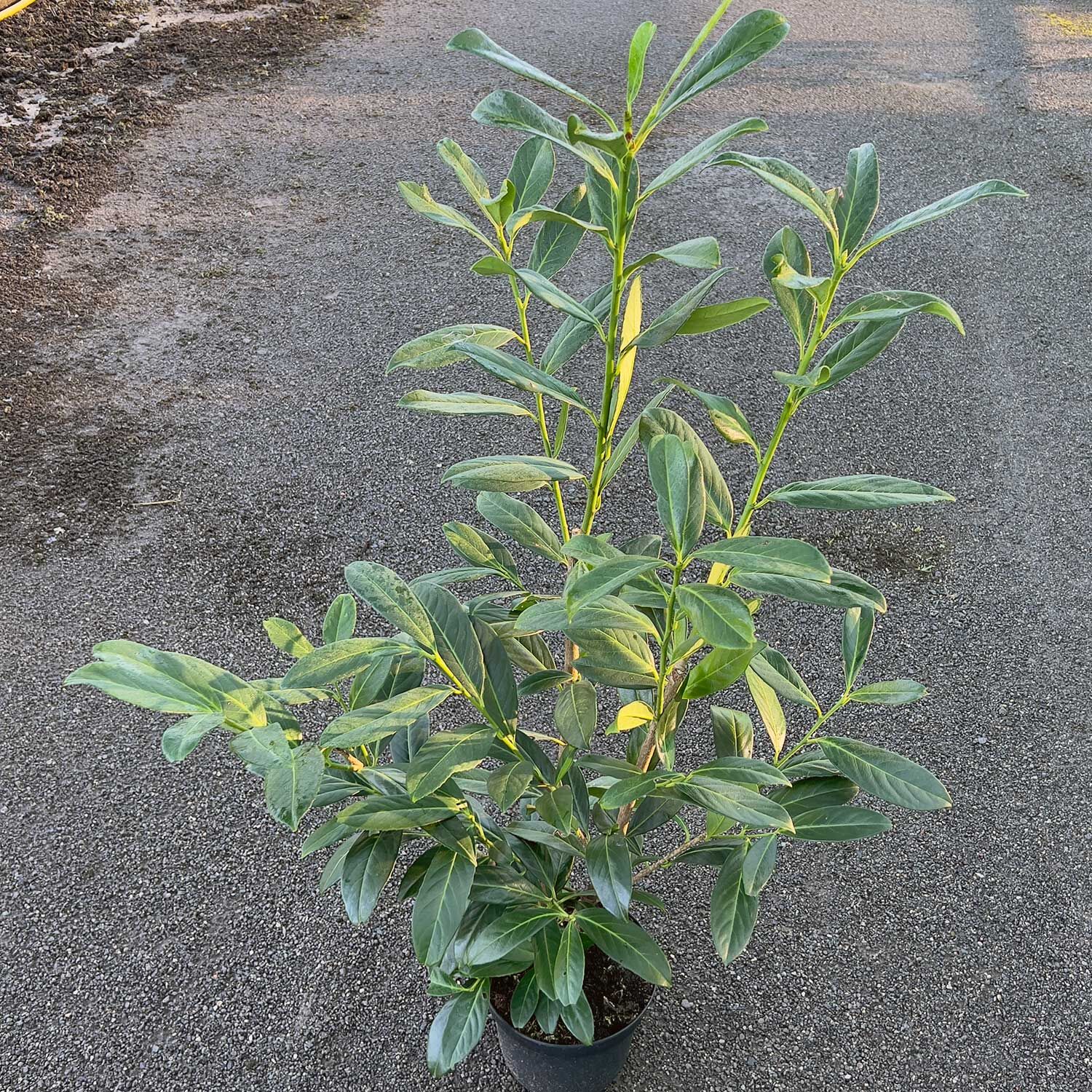 20 X Säulen-Kirschlorbeer 'Genolia' FloraSelf Prunus | AT