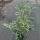 Kirschlorbeer Caucasica Containerpflanzen 80-100 cm