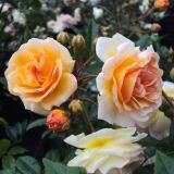 Ghislaine de Feligonde Historische Rose