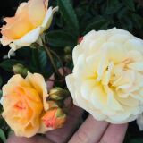 Ghislaine de Feligonde Historische Rose